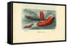 Sea Cucumber, 1863-79-Raimundo Petraroja-Framed Stretched Canvas