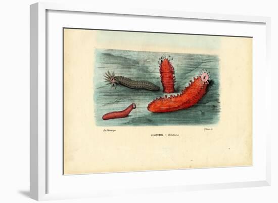 Sea Cucumber, 1863-79-Raimundo Petraroja-Framed Giclee Print