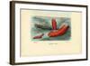 Sea Cucumber, 1863-79-Raimundo Petraroja-Framed Giclee Print