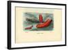 Sea Cucumber, 1863-79-Raimundo Petraroja-Framed Giclee Print