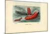 Sea Cucumber, 1863-79-Raimundo Petraroja-Mounted Giclee Print