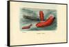 Sea Cucumber, 1863-79-Raimundo Petraroja-Framed Stretched Canvas