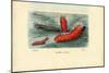 Sea Cucumber, 1863-79-Raimundo Petraroja-Mounted Giclee Print