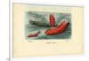 Sea Cucumber, 1863-79-Raimundo Petraroja-Framed Giclee Print