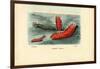 Sea Cucumber, 1863-79-Raimundo Petraroja-Framed Giclee Print