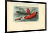 Sea Cucumber, 1863-79-Raimundo Petraroja-Framed Giclee Print