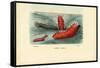 Sea Cucumber, 1863-79-Raimundo Petraroja-Framed Stretched Canvas