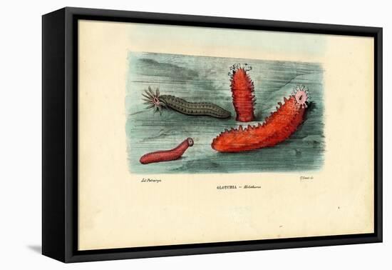 Sea Cucumber, 1863-79-Raimundo Petraroja-Framed Stretched Canvas