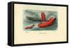 Sea Cucumber, 1863-79-Raimundo Petraroja-Framed Stretched Canvas