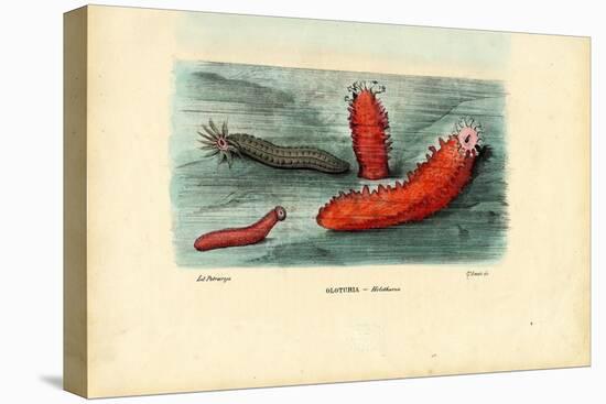 Sea Cucumber, 1863-79-Raimundo Petraroja-Stretched Canvas