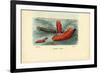 Sea Cucumber, 1863-79-Raimundo Petraroja-Framed Giclee Print