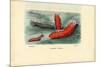 Sea Cucumber, 1863-79-Raimundo Petraroja-Mounted Giclee Print