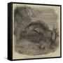 Sea-Cucumber, in the Gardens of the Zoological Society, Regent'S-Park-null-Framed Stretched Canvas