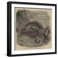 Sea-Cucumber, in the Gardens of the Zoological Society, Regent'S-Park-null-Framed Giclee Print