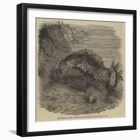 Sea-Cucumber, in the Gardens of the Zoological Society, Regent'S-Park-null-Framed Giclee Print