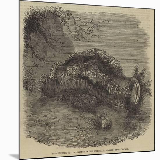 Sea-Cucumber, in the Gardens of the Zoological Society, Regent'S-Park-null-Mounted Giclee Print