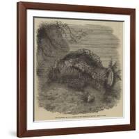 Sea-Cucumber, in the Gardens of the Zoological Society, Regent'S-Park-null-Framed Giclee Print