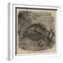 Sea-Cucumber, in the Gardens of the Zoological Society, Regent'S-Park-null-Framed Premium Giclee Print