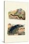 Sea Cucumbers, 1833-39-null-Stretched Canvas