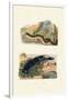 Sea Cucumbers, 1833-39-null-Framed Giclee Print