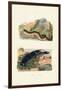 Sea Cucumbers, 1833-39-null-Framed Giclee Print