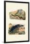 Sea Cucumbers, 1833-39-null-Framed Giclee Print