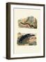 Sea Cucumbers, 1833-39-null-Framed Giclee Print