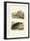 Sea Cucumbers, 1833-39-null-Framed Giclee Print