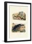 Sea Cucumbers, 1833-39-null-Framed Giclee Print