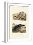 Sea Cucumbers, 1833-39-null-Framed Giclee Print