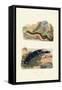 Sea Cucumbers, 1833-39-null-Framed Stretched Canvas
