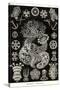 Sea Cucumbers-Ernst Haeckel-Stretched Canvas