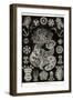 Sea Cucumbers-Ernst Haeckel-Framed Art Print