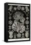 Sea Cucumbers-Ernst Haeckel-Framed Stretched Canvas