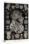 Sea Cucumbers-Ernst Haeckel-Stretched Canvas