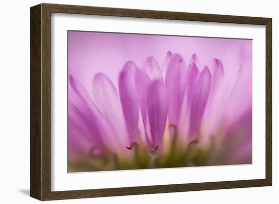 Sea Daisy, California Native Flower, Los Angeles, California-Rob Sheppard-Framed Photographic Print