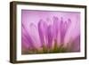 Sea Daisy, California Native Flower, Los Angeles, California-Rob Sheppard-Framed Photographic Print