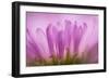 Sea Daisy, California Native Flower, Los Angeles, California-Rob Sheppard-Framed Photographic Print