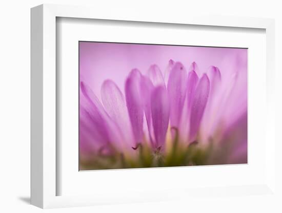 Sea Daisy, California Native Flower, Los Angeles, California-Rob Sheppard-Framed Photographic Print