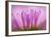 Sea Daisy, California Native Flower, Los Angeles, California-Rob Sheppard-Framed Photographic Print