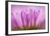 Sea Daisy, California Native Flower, Los Angeles, California-Rob Sheppard-Framed Photographic Print