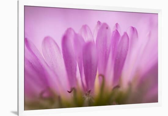 Sea Daisy, California Native Flower, Los Angeles, California-Rob Sheppard-Framed Photographic Print