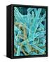 Sea Diatom-Micro Discovery-Framed Stretched Canvas