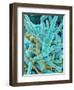 Sea Diatom-Micro Discovery-Framed Photographic Print