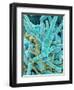 Sea Diatom-Micro Discovery-Framed Photographic Print