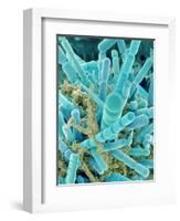 Sea Diatom-Micro Discovery-Framed Photographic Print