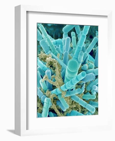 Sea Diatom-Micro Discovery-Framed Photographic Print