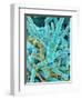 Sea Diatom-Micro Discovery-Framed Photographic Print