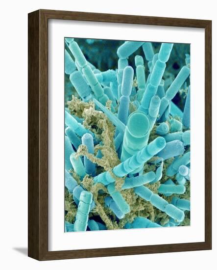 Sea Diatom-Micro Discovery-Framed Photographic Print