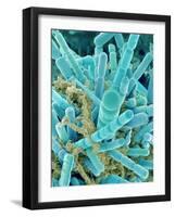 Sea Diatom-Micro Discovery-Framed Photographic Print